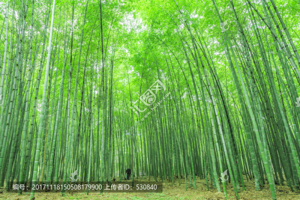 竹子竹林竹葉