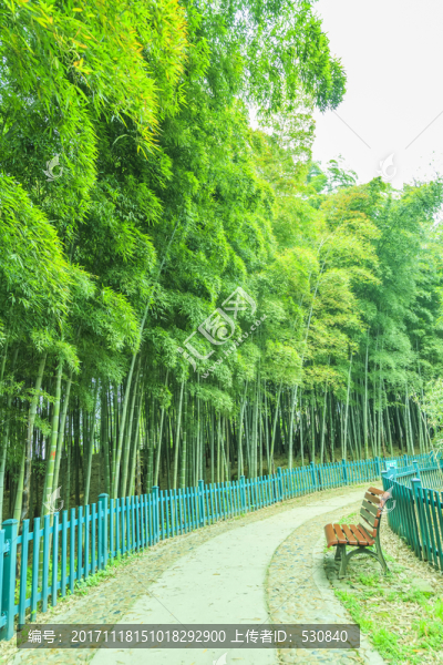 竹子竹林竹葉