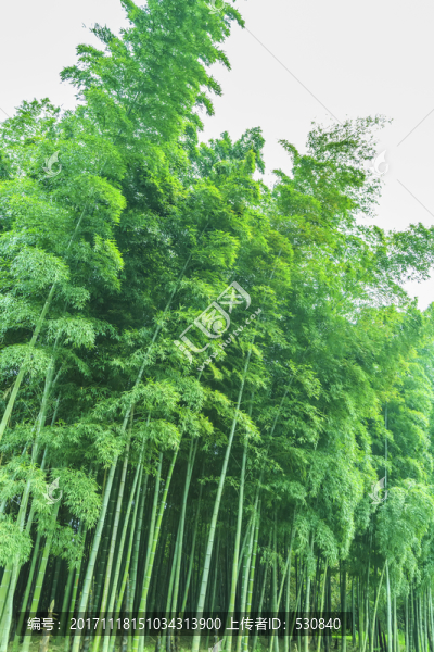 竹子竹林竹葉