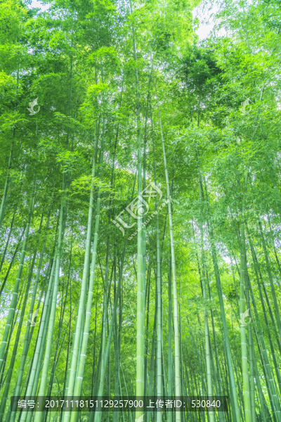 竹子竹林竹葉