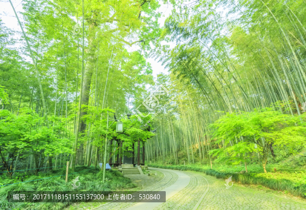 竹子竹林竹葉
