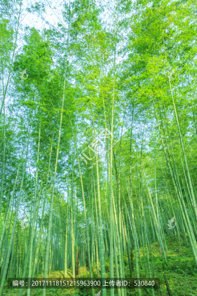竹子竹林竹葉