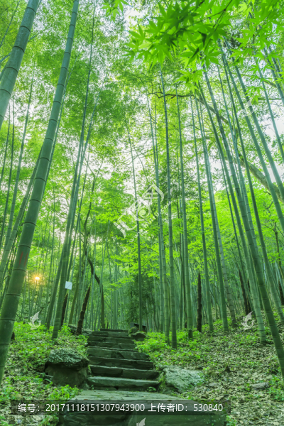 竹子竹林竹葉