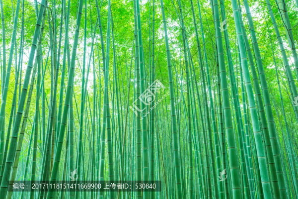 竹子竹林竹葉