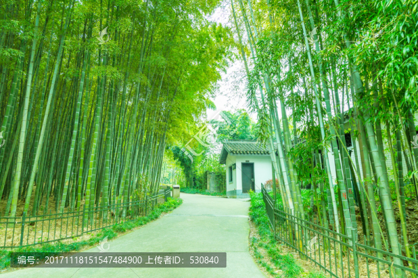 竹子竹林竹葉