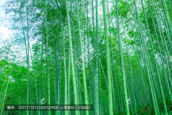竹子竹林竹葉