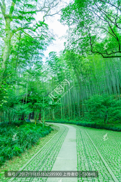 竹子竹林竹葉