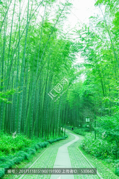 竹子竹林竹葉