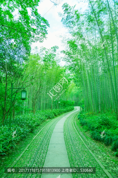 竹子竹林竹葉