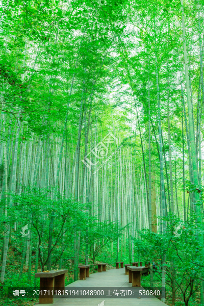竹子竹林竹葉