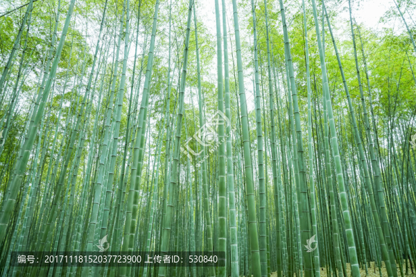 竹子竹林竹葉
