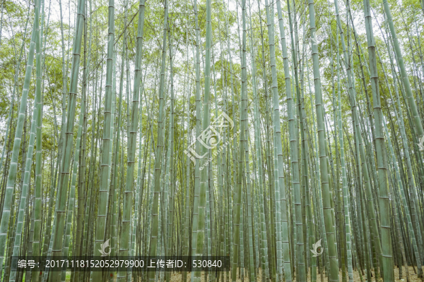 竹子竹林竹葉