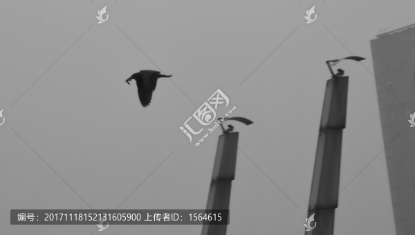 飛鳥(niǎo)和魚(yú)
