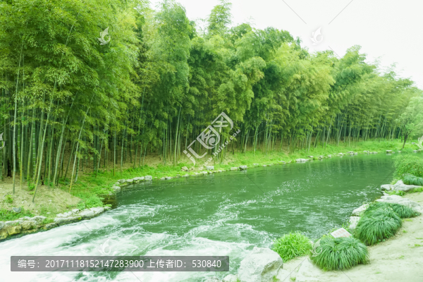 竹子竹林竹葉