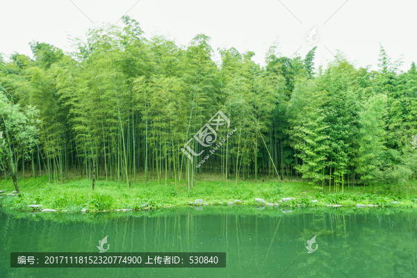 竹子竹林竹葉