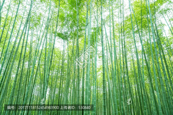 竹子竹林竹葉