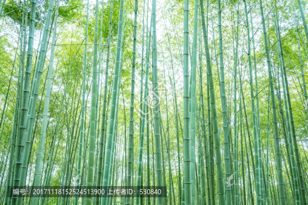 竹子竹林竹葉