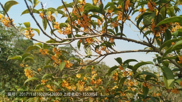 金桂飄香