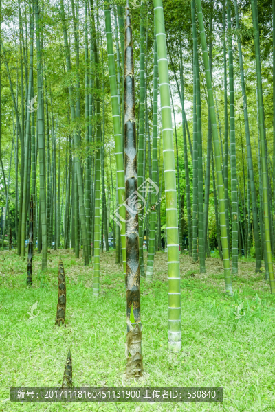竹筍竹子竹林竹葉