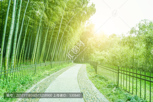 竹子竹林竹葉
