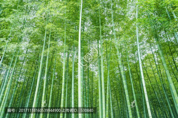 竹子竹林竹葉
