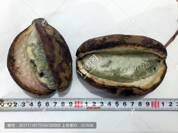三葉木通果