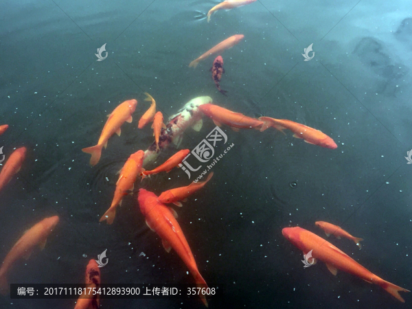 錦鯉