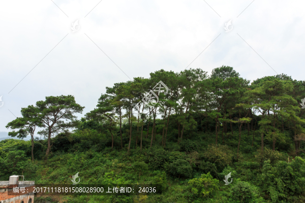 樹木,樹林