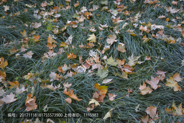 草坪上的落葉