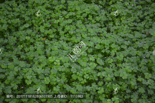 公園里的綠色植物