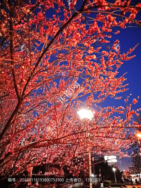 夜間桃花盛開(kāi)攝影