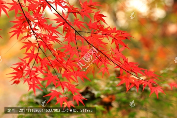 南京棲霞山