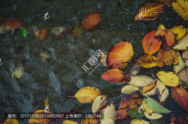 秋天落葉