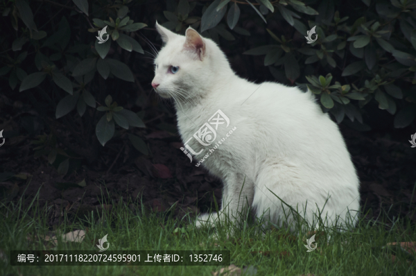 白貓