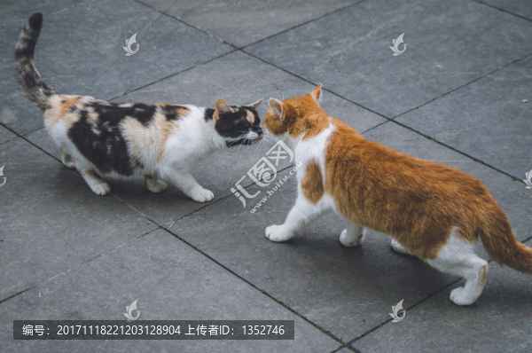 貓咪打架