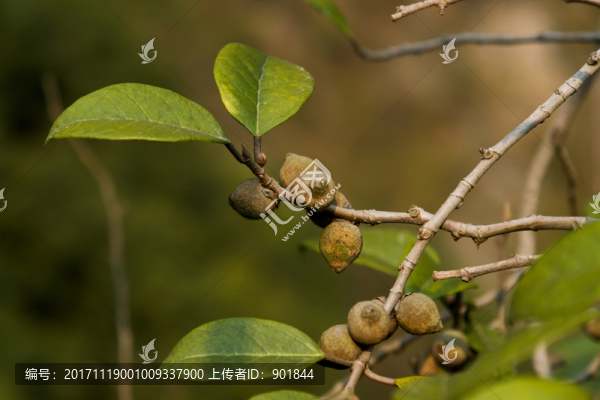 桑科榕屬藥用植物爬藤榕