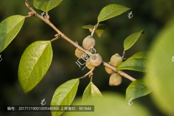 ?？崎艑偎幱弥参锱捞匍? title=
