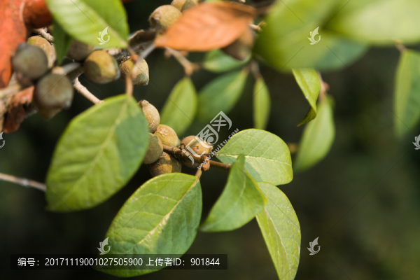 桑科榕屬藥用植物爬藤榕
