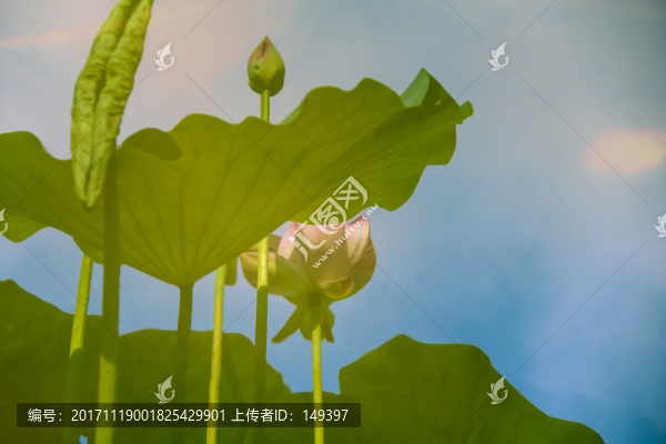 荷葉