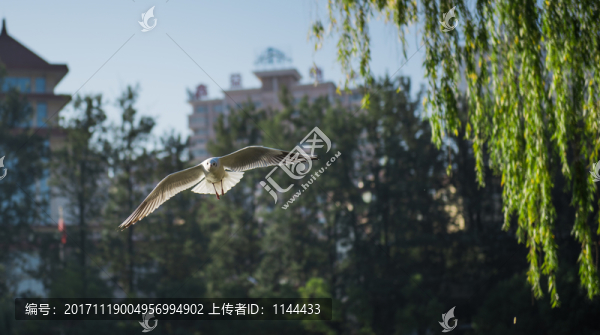 海鷗