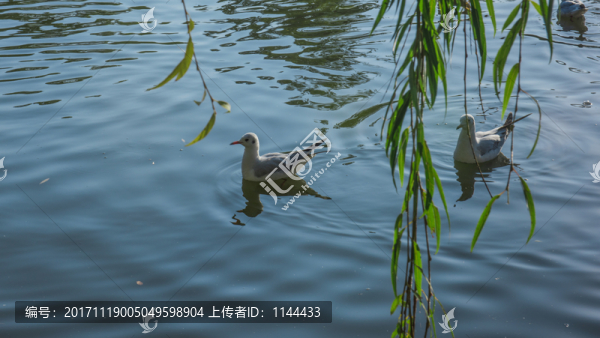 海鷗