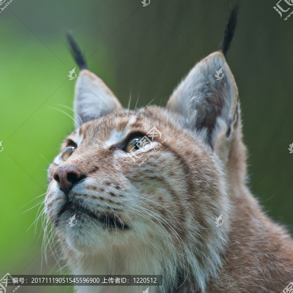 猞猁
