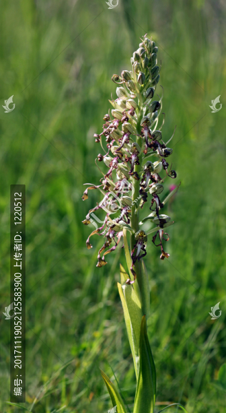 himantoglossum,hircinum