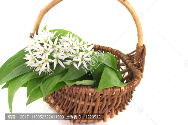 ramson
