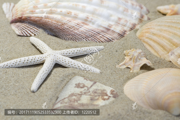 古代的陶器和海貝殼