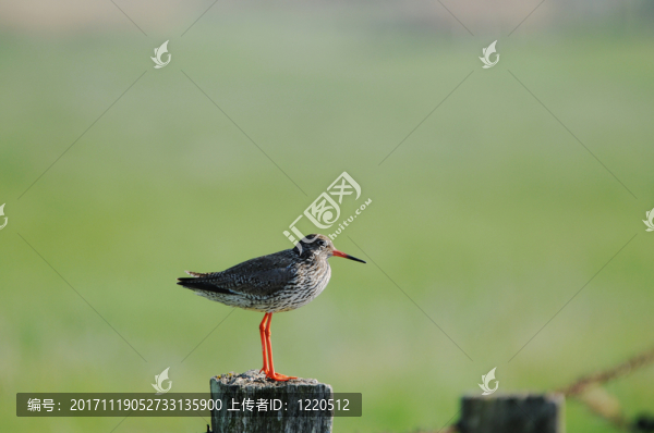 redshank