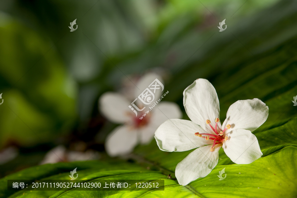 健康狀況