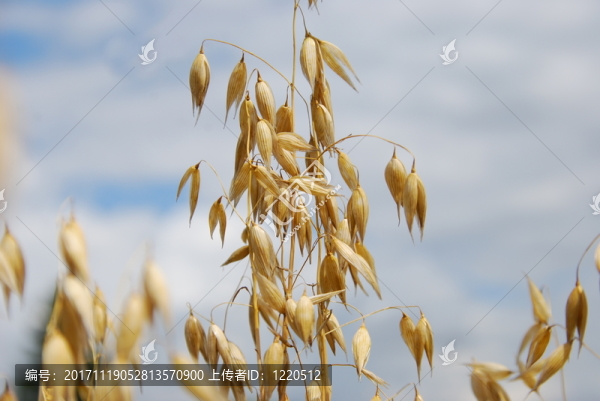 haferkorn（avena）