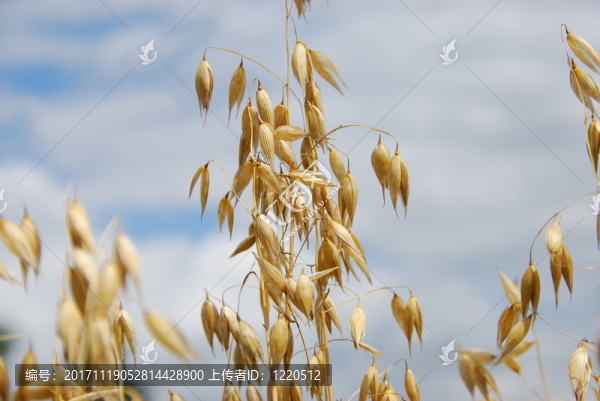 haferkorn（avena）