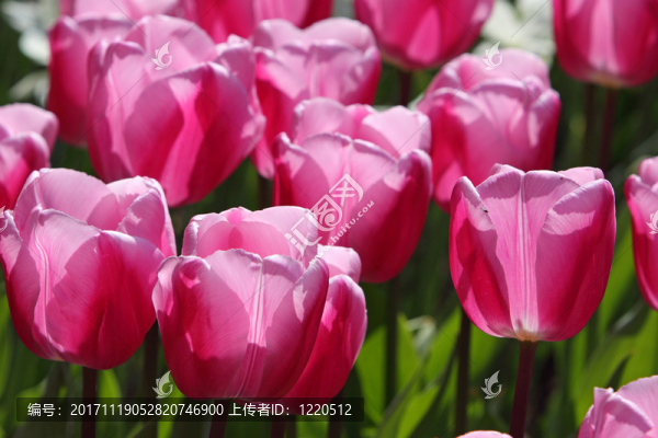郁金香